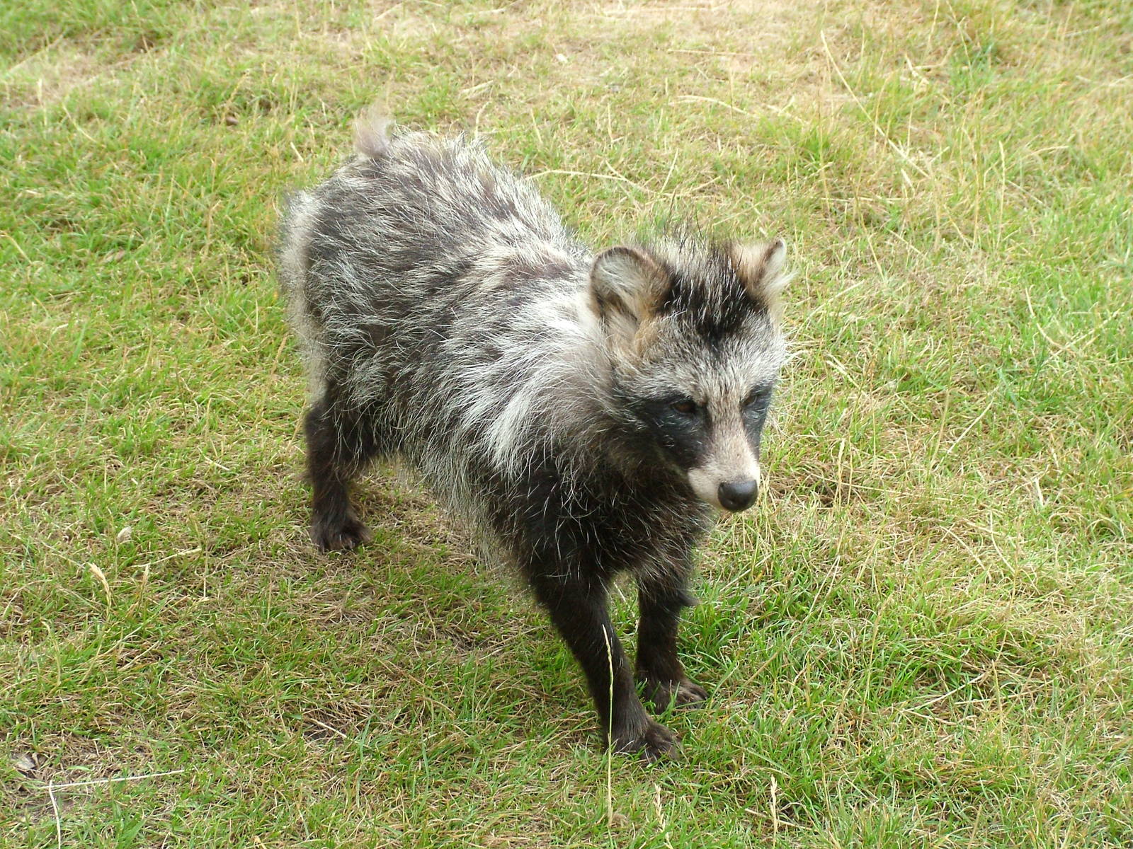 Raccoon Dog at Yorkshire WP, 18/07/10