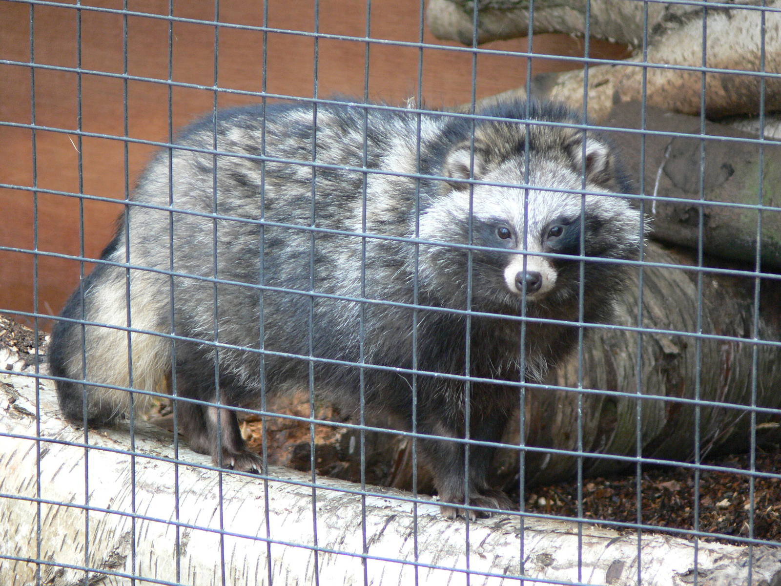 Raccoon Dog at Yorkshire WP, 22/02/13