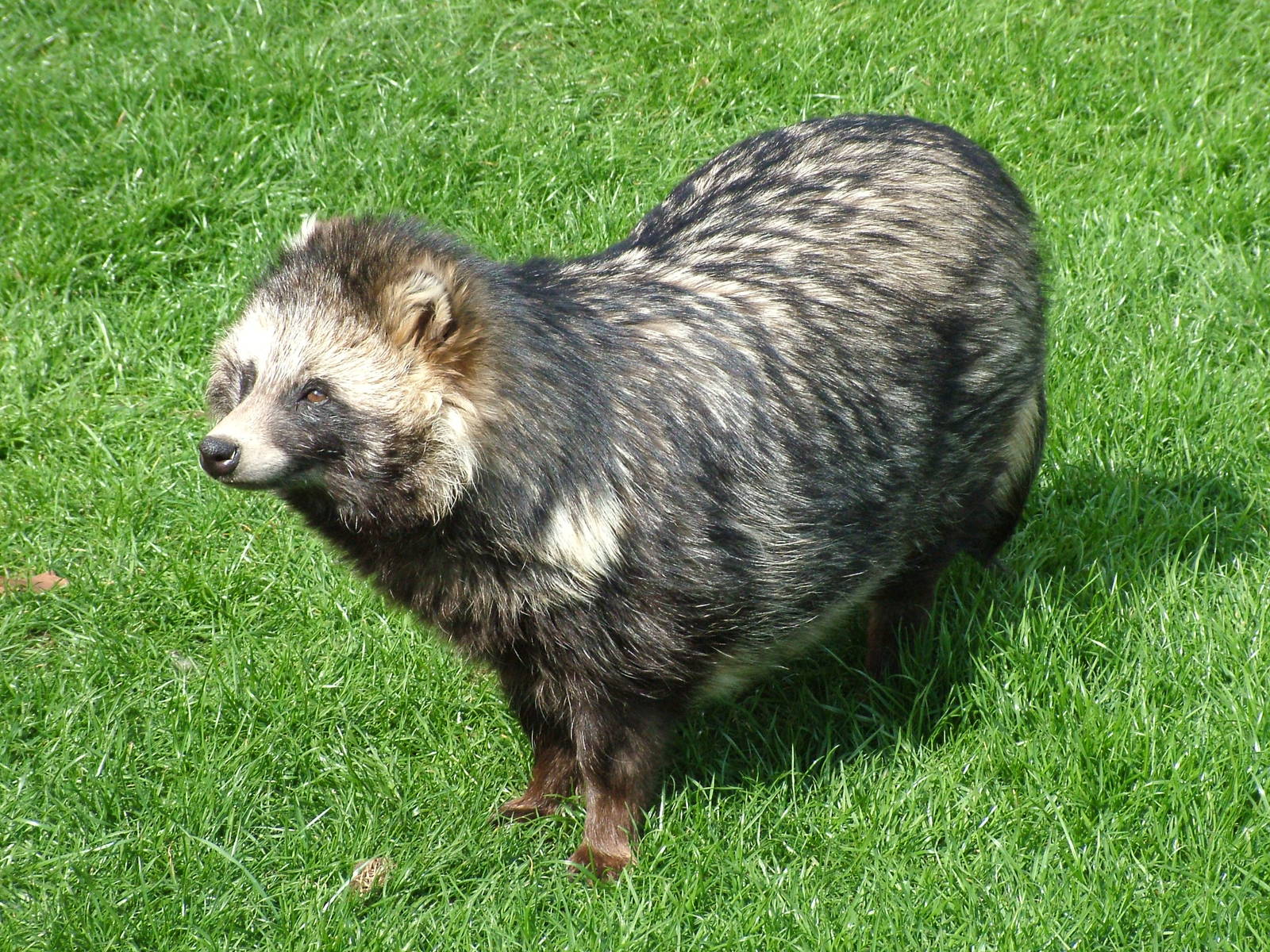 Raccoon Dog at Yorkshire WP 25/04/09