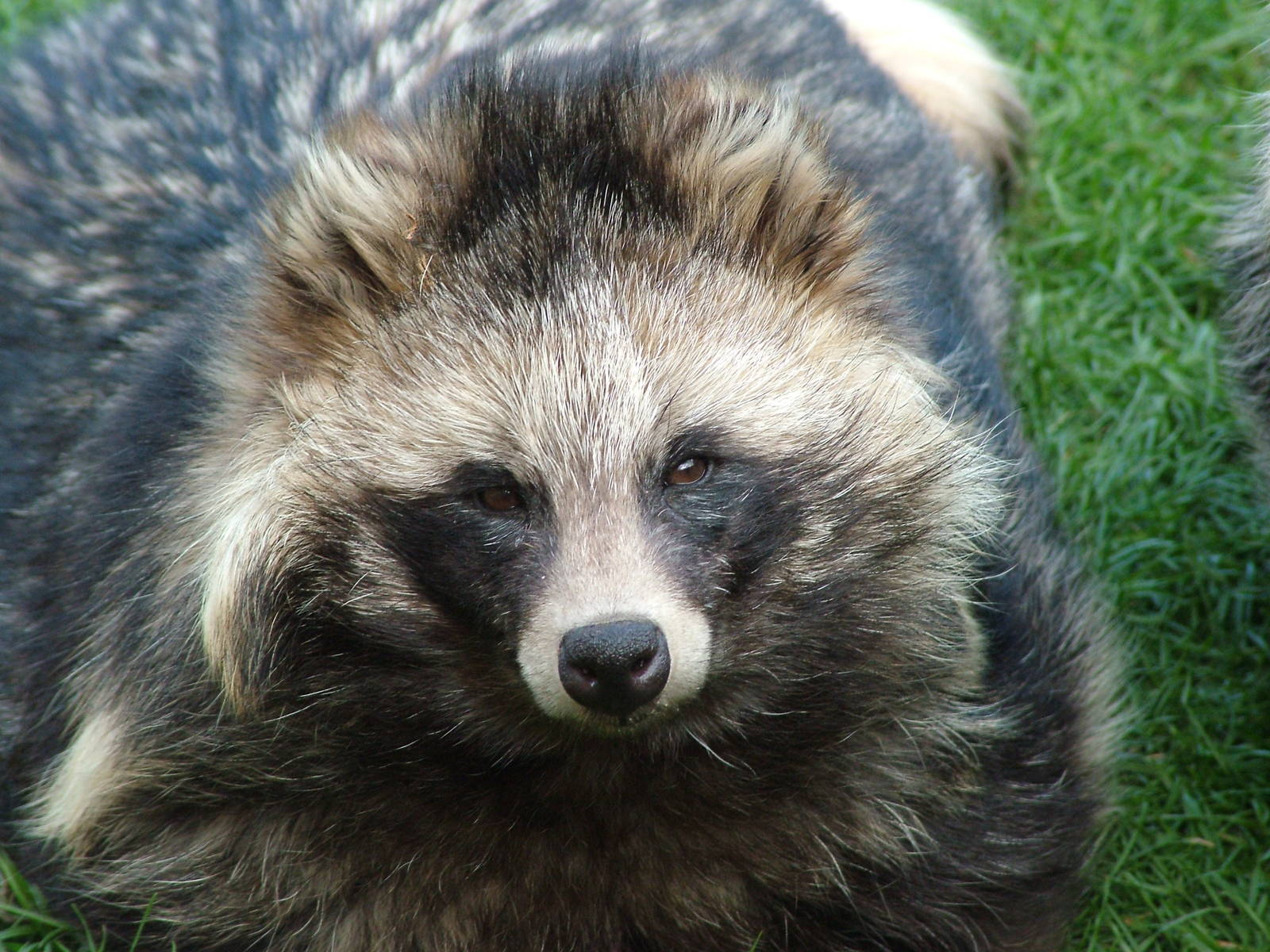Raccoon Dog at Yorkshire WP 25/04/09