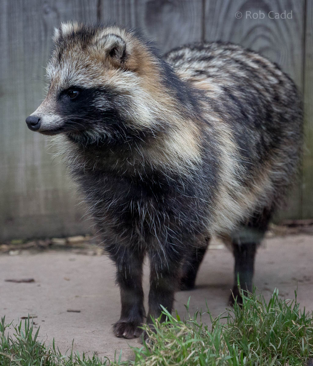Raccoon dog : Axe Valley : 22 Sep 2015