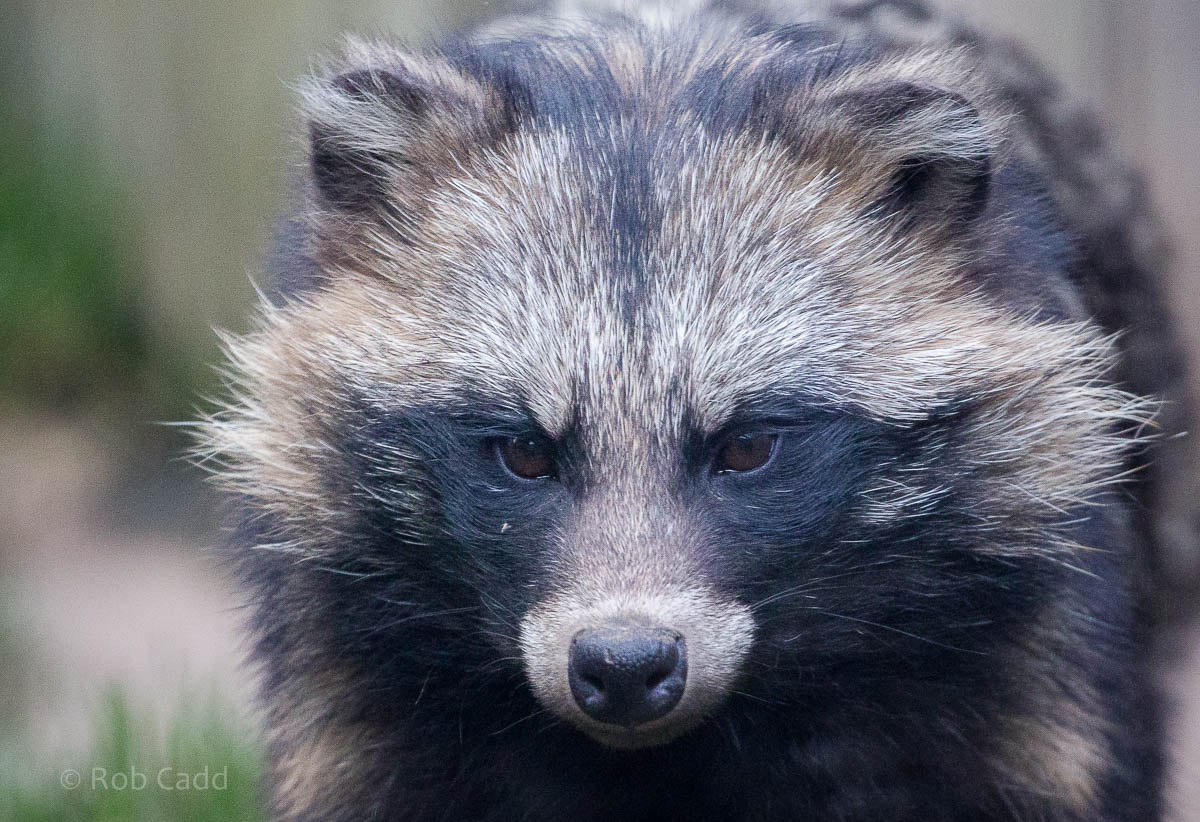 Raccoon dog : Axe Valley : 22 Sep 2015