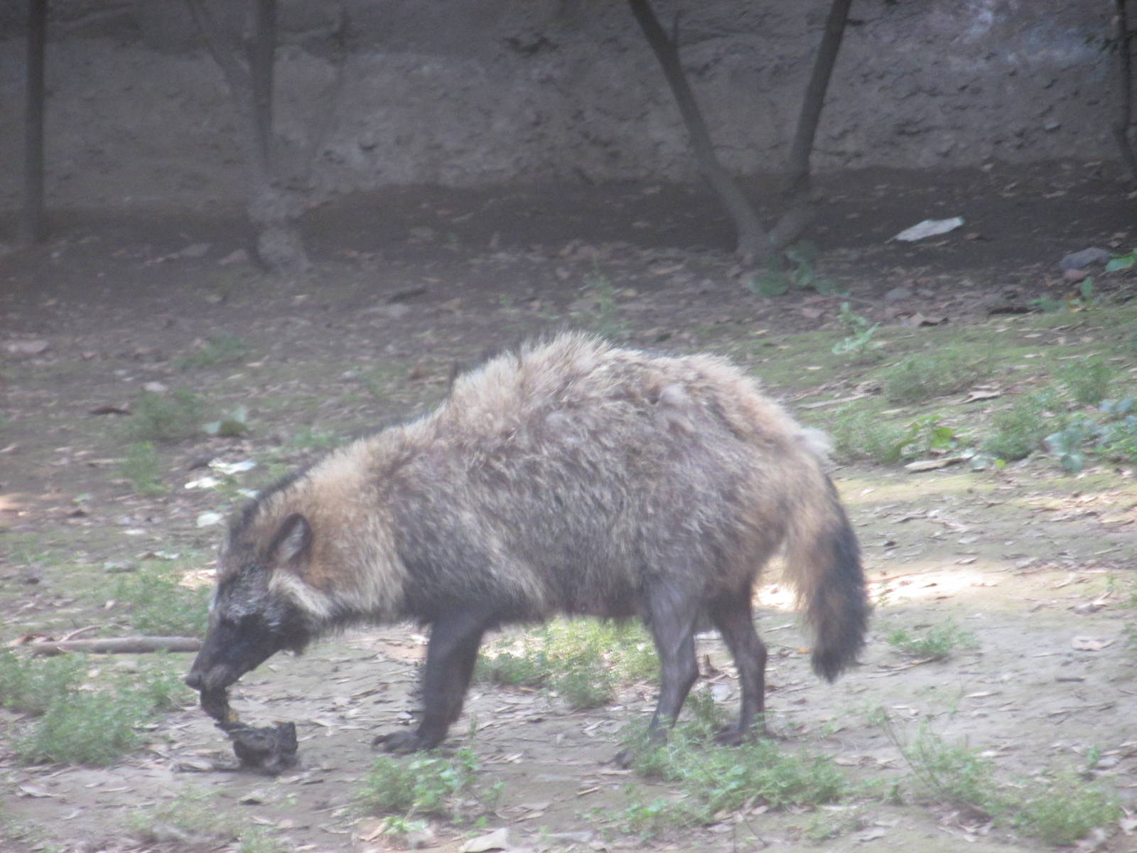 Raccoon Dog Chapultepec Zoo