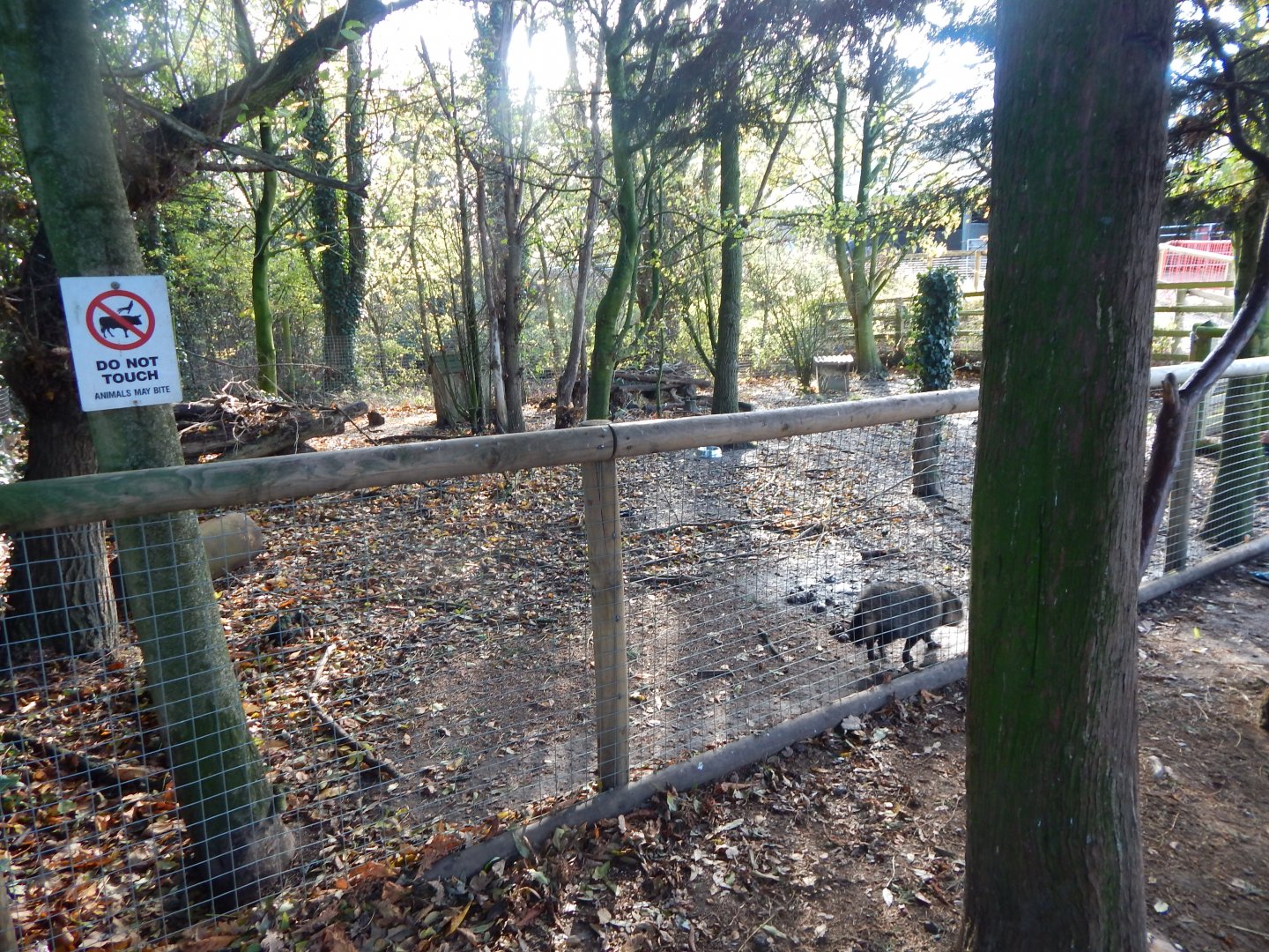 Raccoon dog enclosure 021125