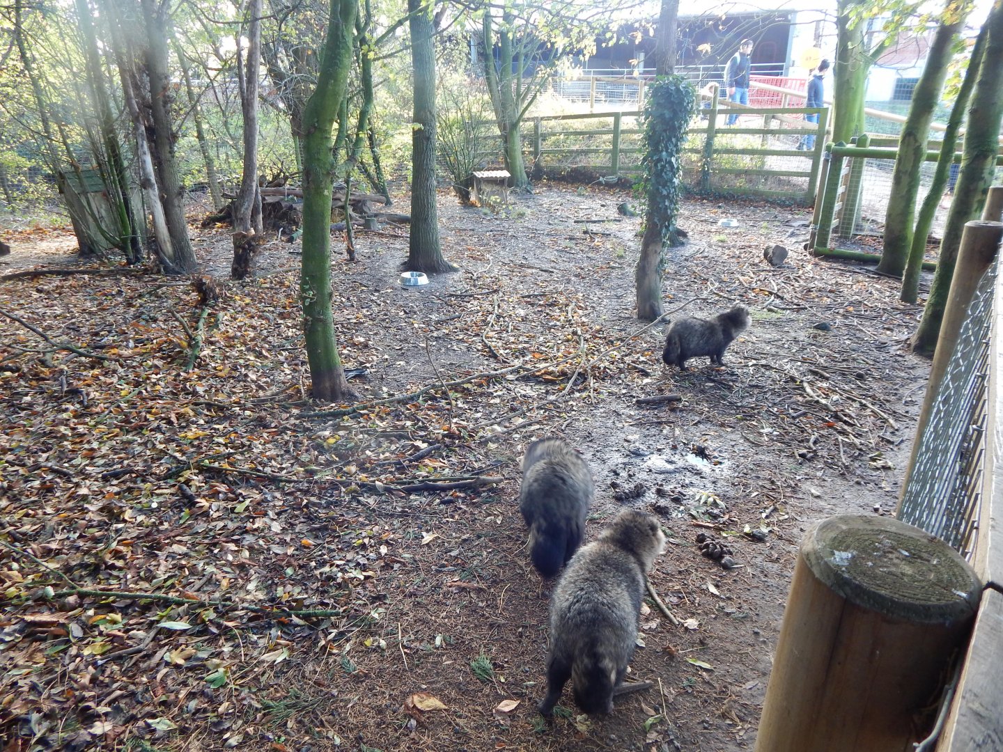 Raccoon dog enclosure 021125