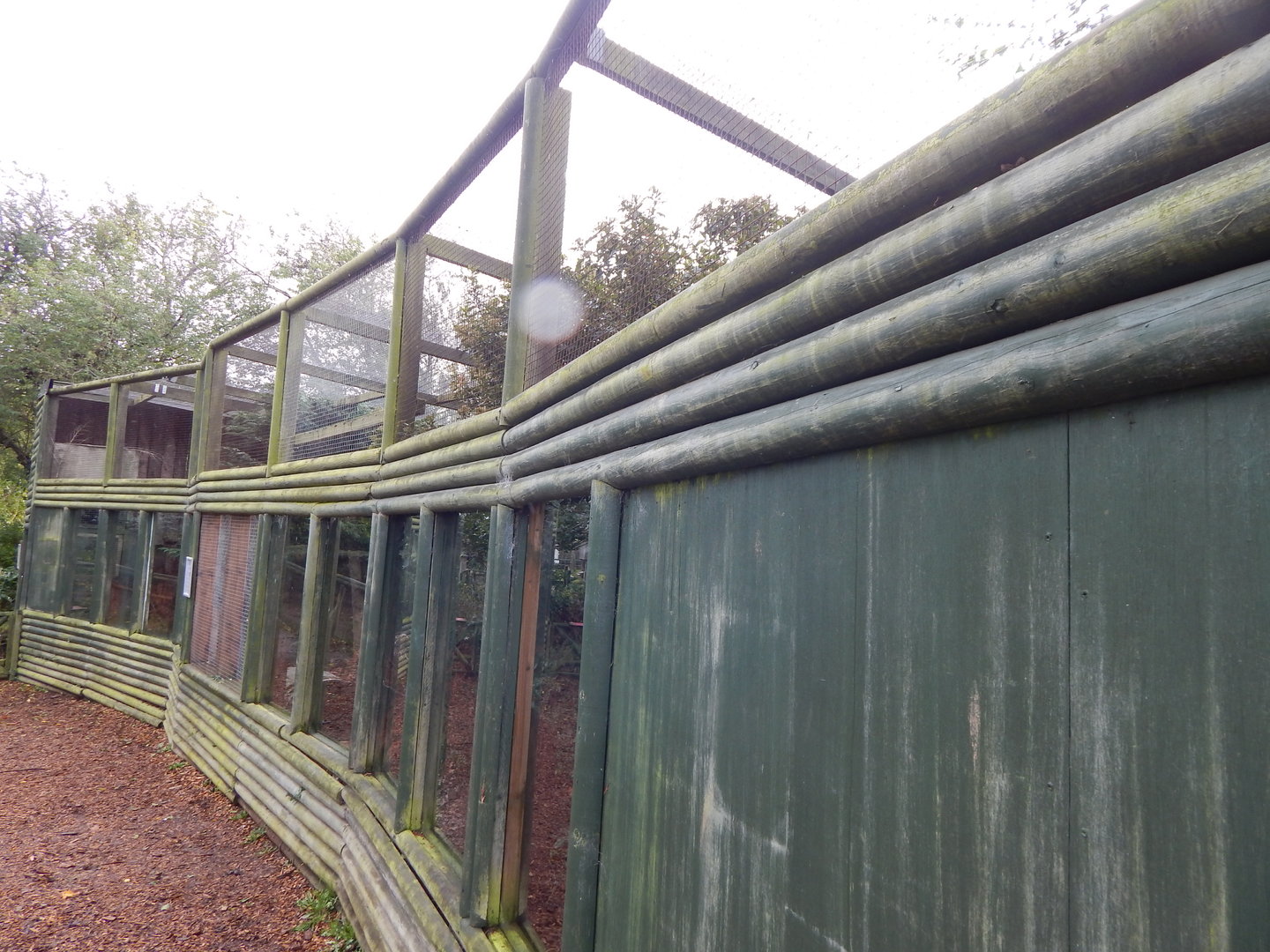 Raccoon dog enclosure 051122