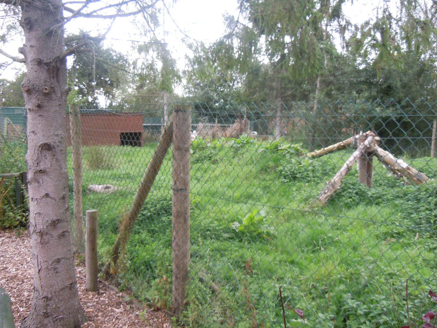 Raccoon dog enclosure 100920