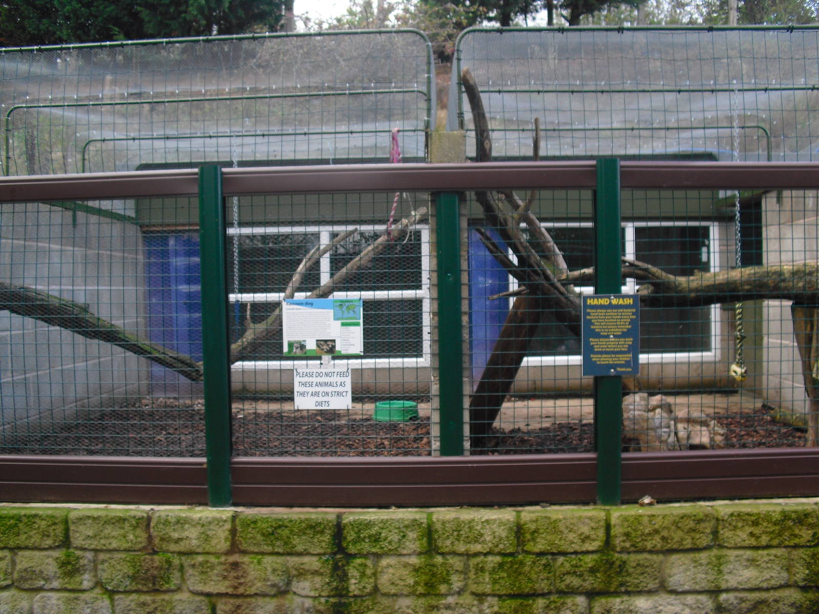 Raccoon Dog Enclosure - 16/10/2011