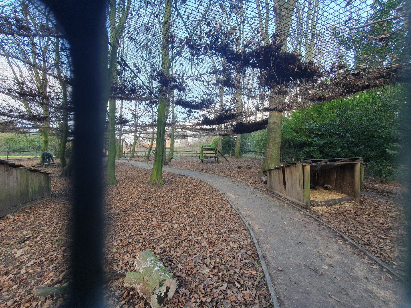 Raccoon Dog enclosure 17/12/23