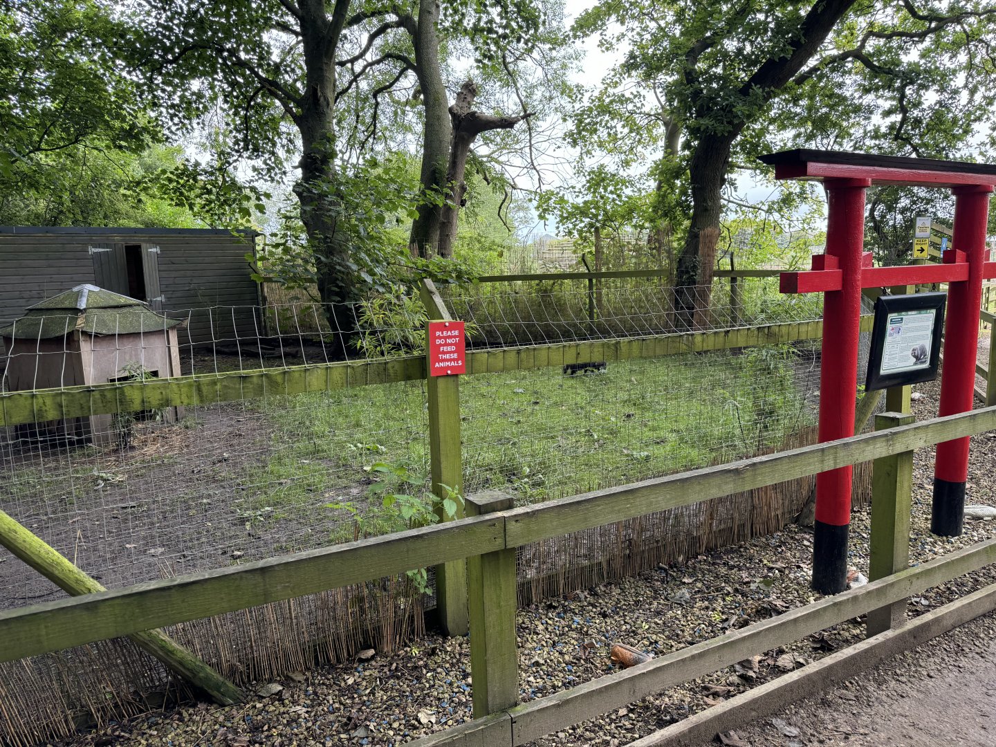 Raccoon Dog Enclosure at Bridlington Animal Park (July 2024)