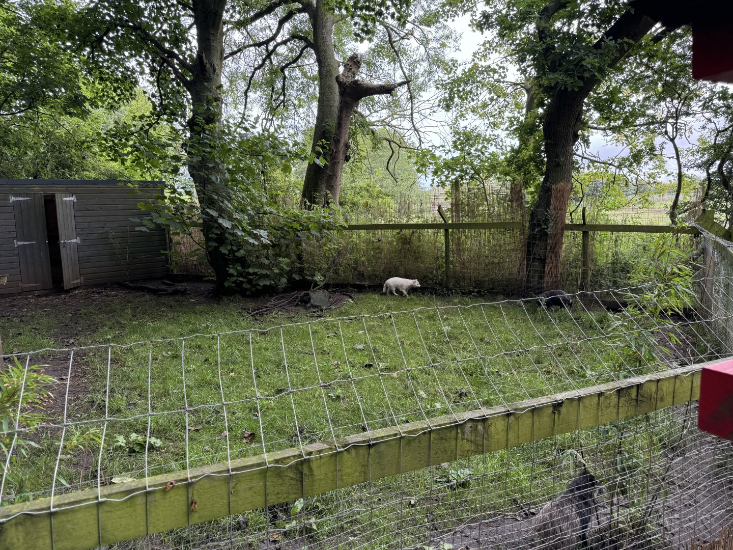 Raccoon Dog Enclosure at Bridlington Animal Park (July 2024)