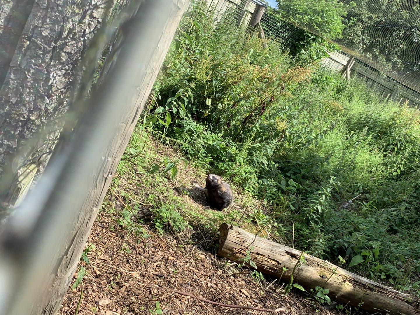 Raccoon Dog Enclosure at Northumberland College Zoo (2020)