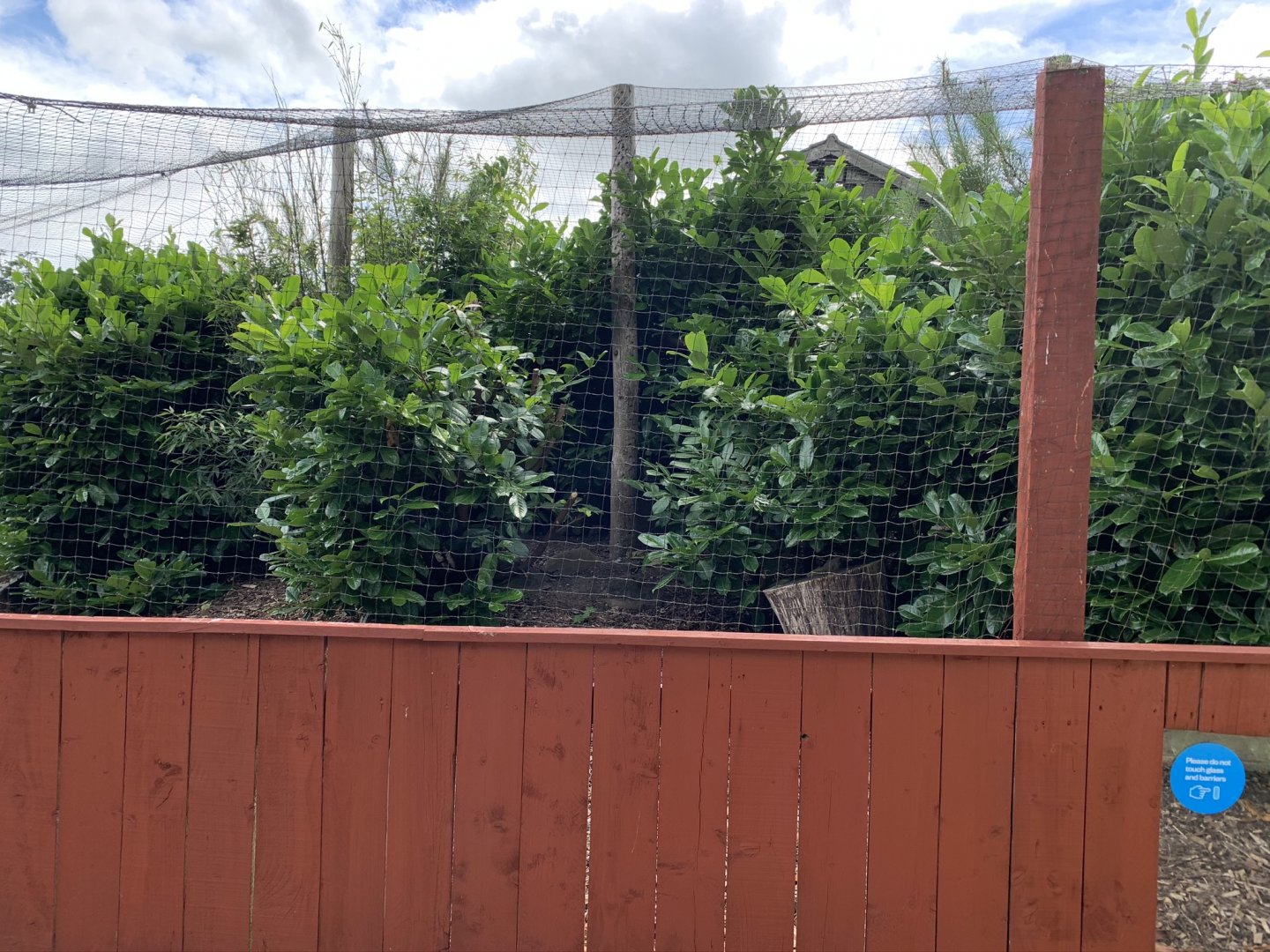 Raccoon Dog Enclosure at Northumberland College Zoo (2020)