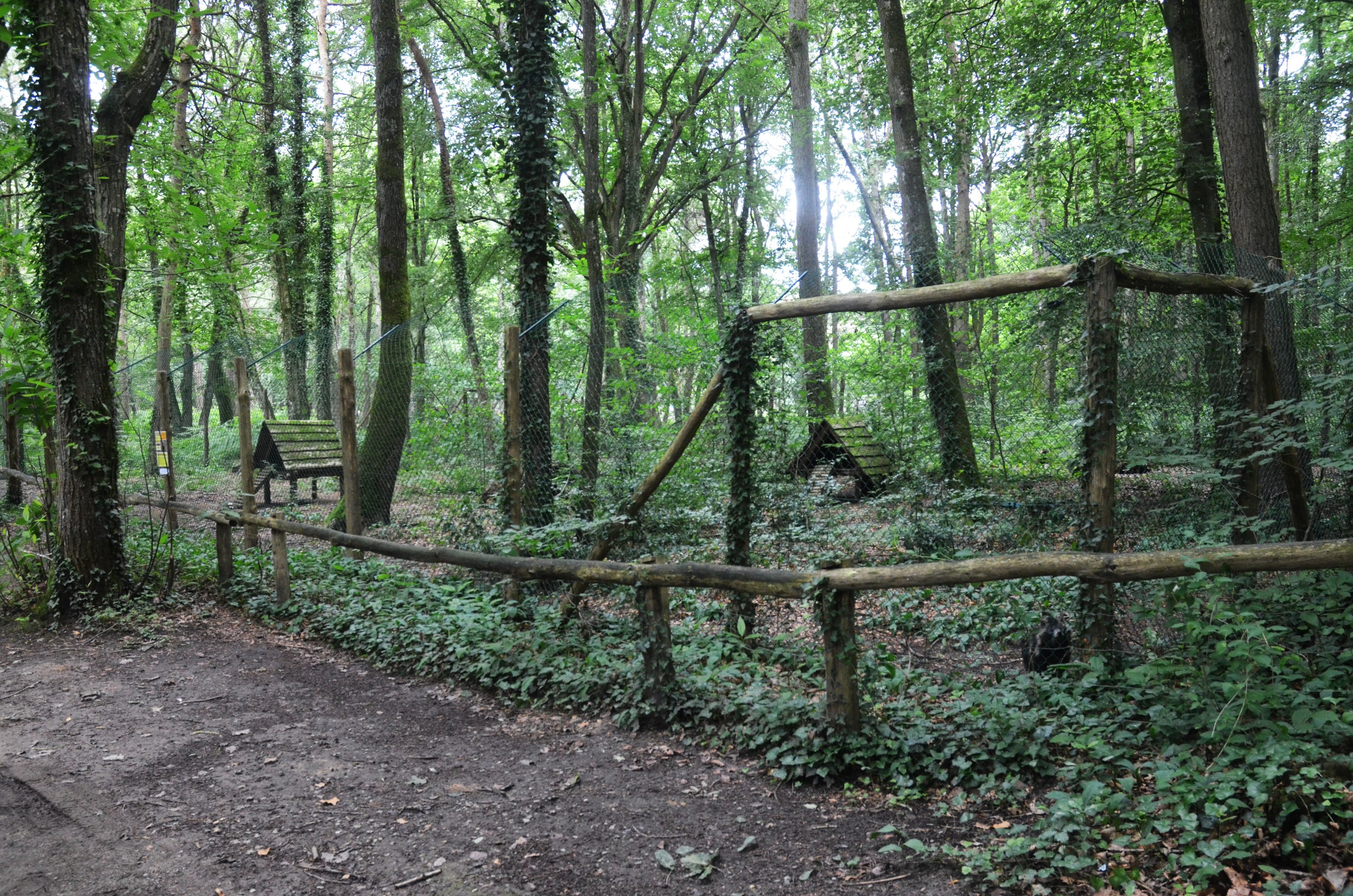 Raccoon Dog Enclosure at Pescheray, 13/06/18