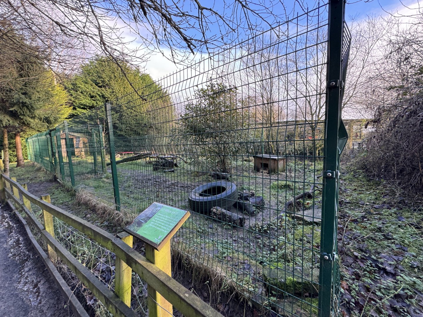 Raccoon Dog Enclosure at Ponderosa Zoo (January 2024)