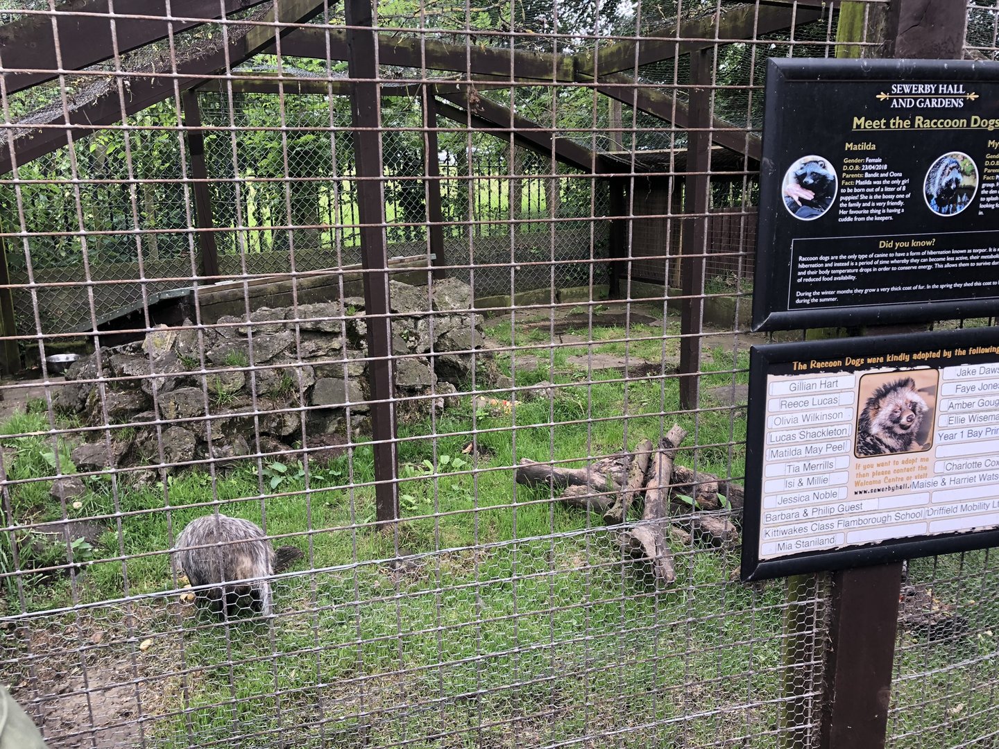 Raccoon Dog Enclosure at Sewerby Zoo (June 2023)