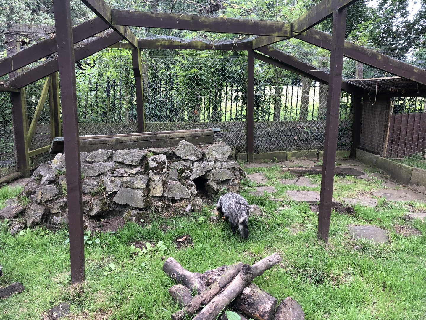 Raccoon Dog Enclosure at Sewerby Zoo (June 2023)