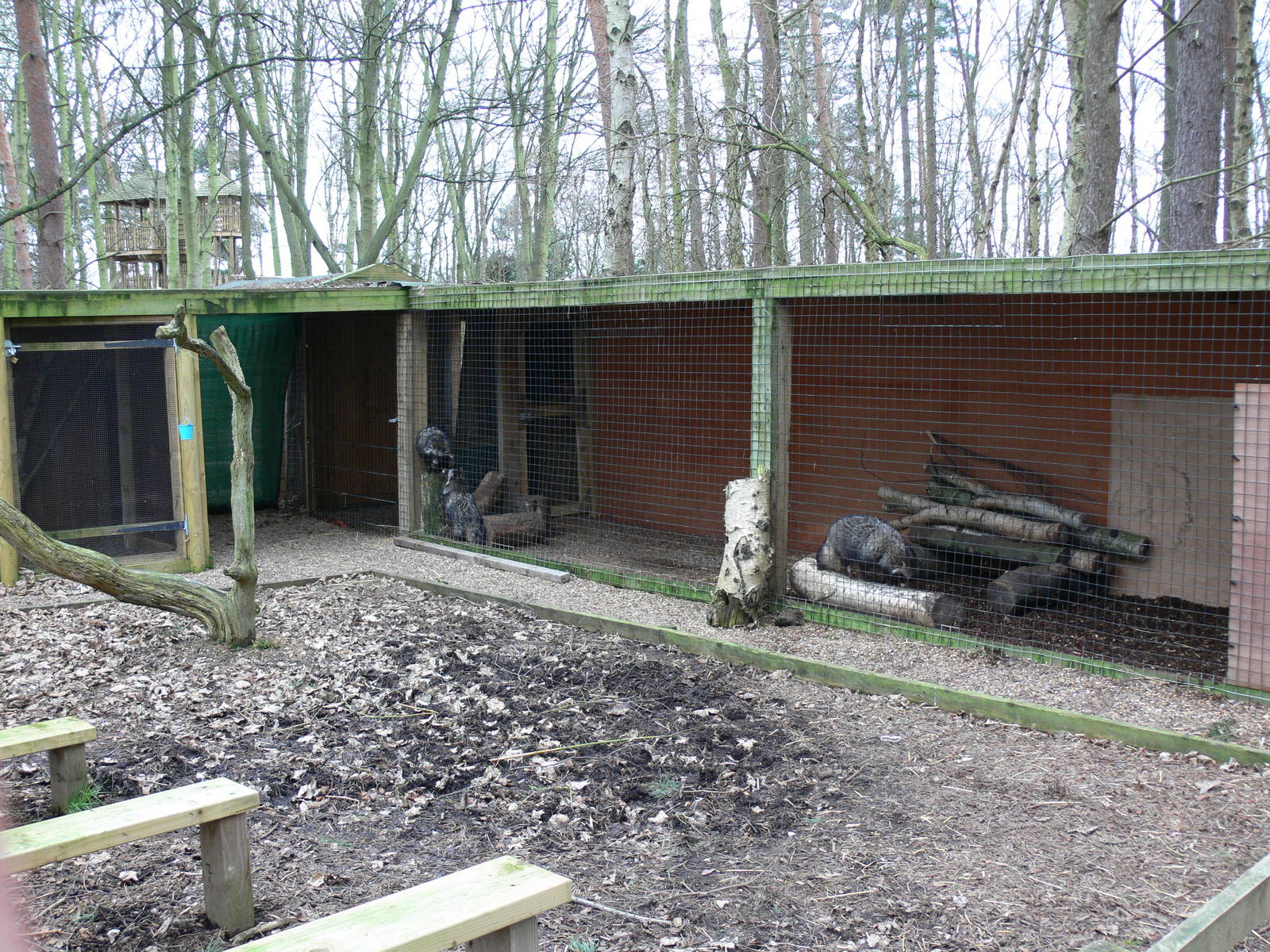 Raccoon Dog enclosure at Yorkshire WP, 22/02/13