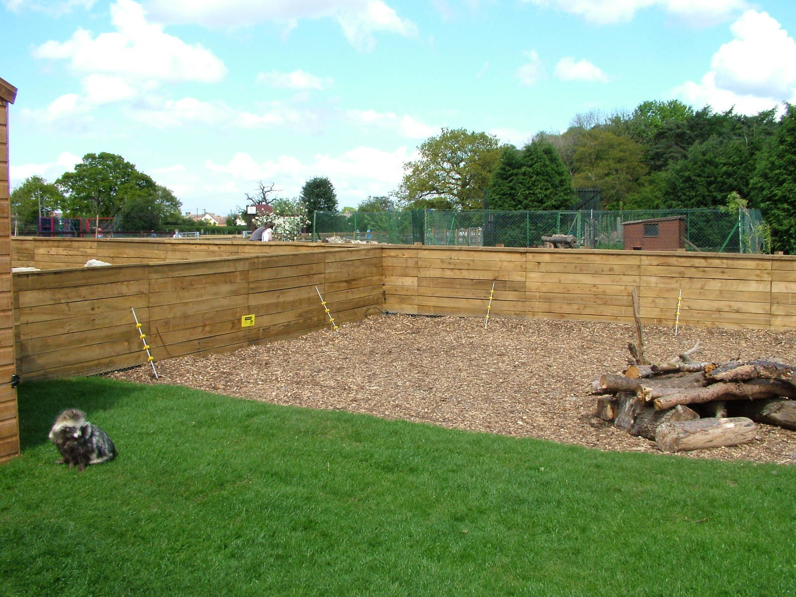 Raccoon Dog enclosure at Yorkshire WP 25/04/09