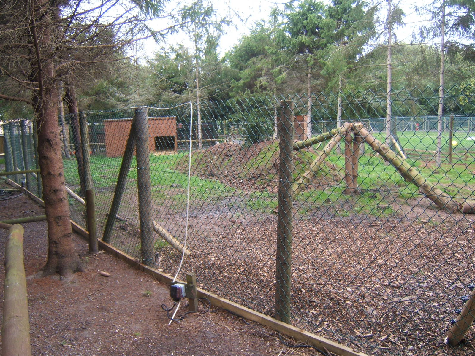 Raccoon Dog enclosure