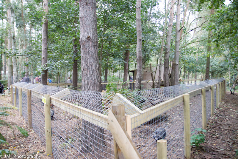 Raccoon dog enclosure