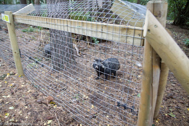 Raccoon dog enclosure