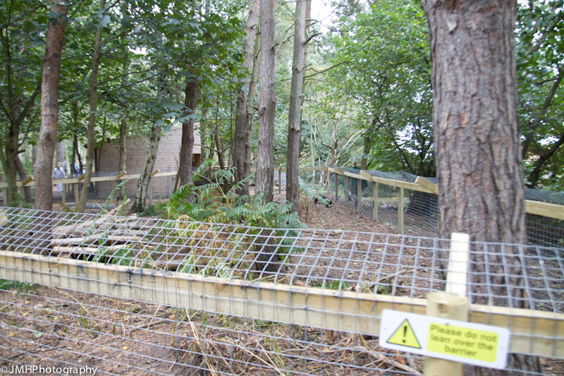 Raccoon dog enclosure