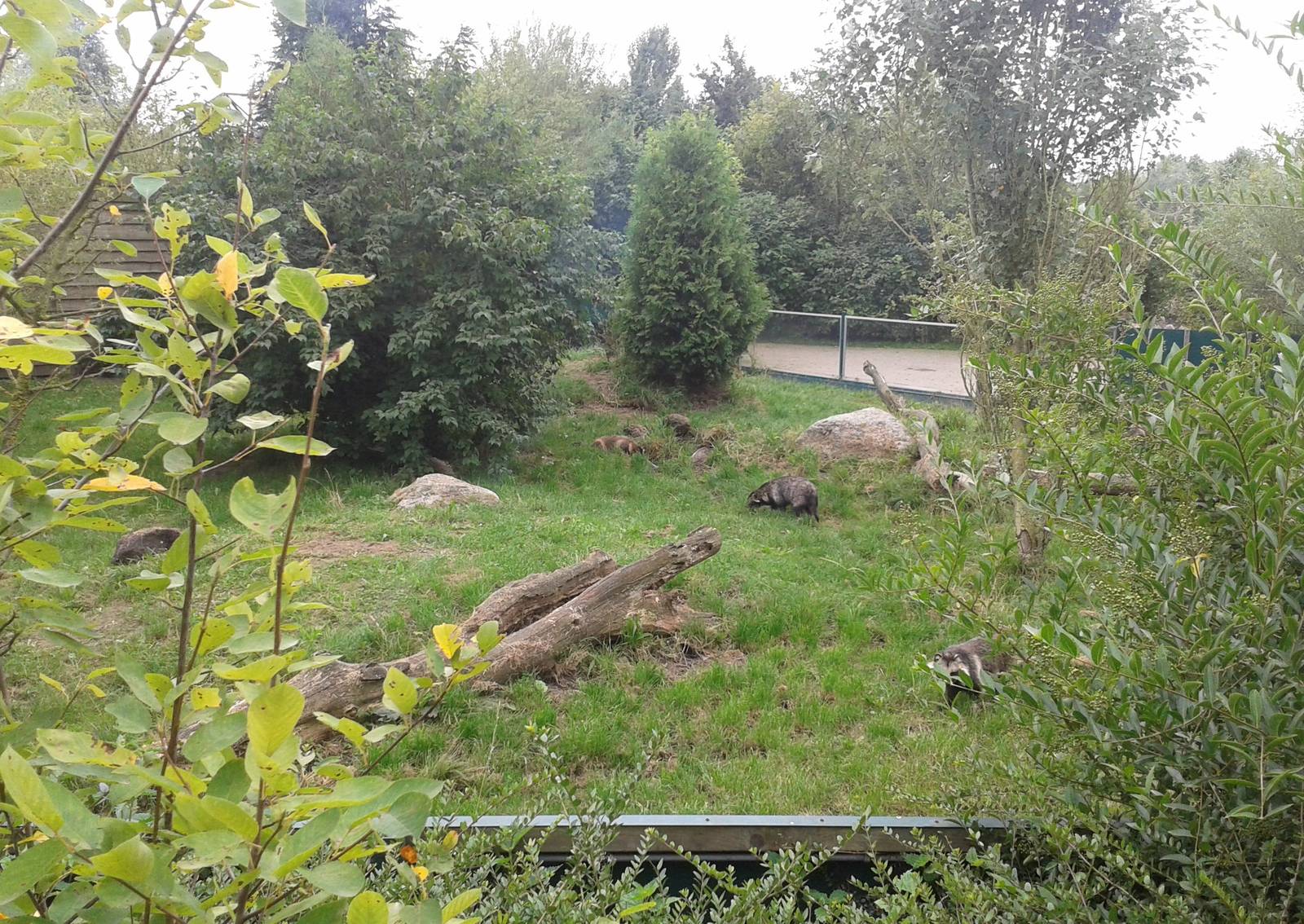 Raccoon dog enclosure