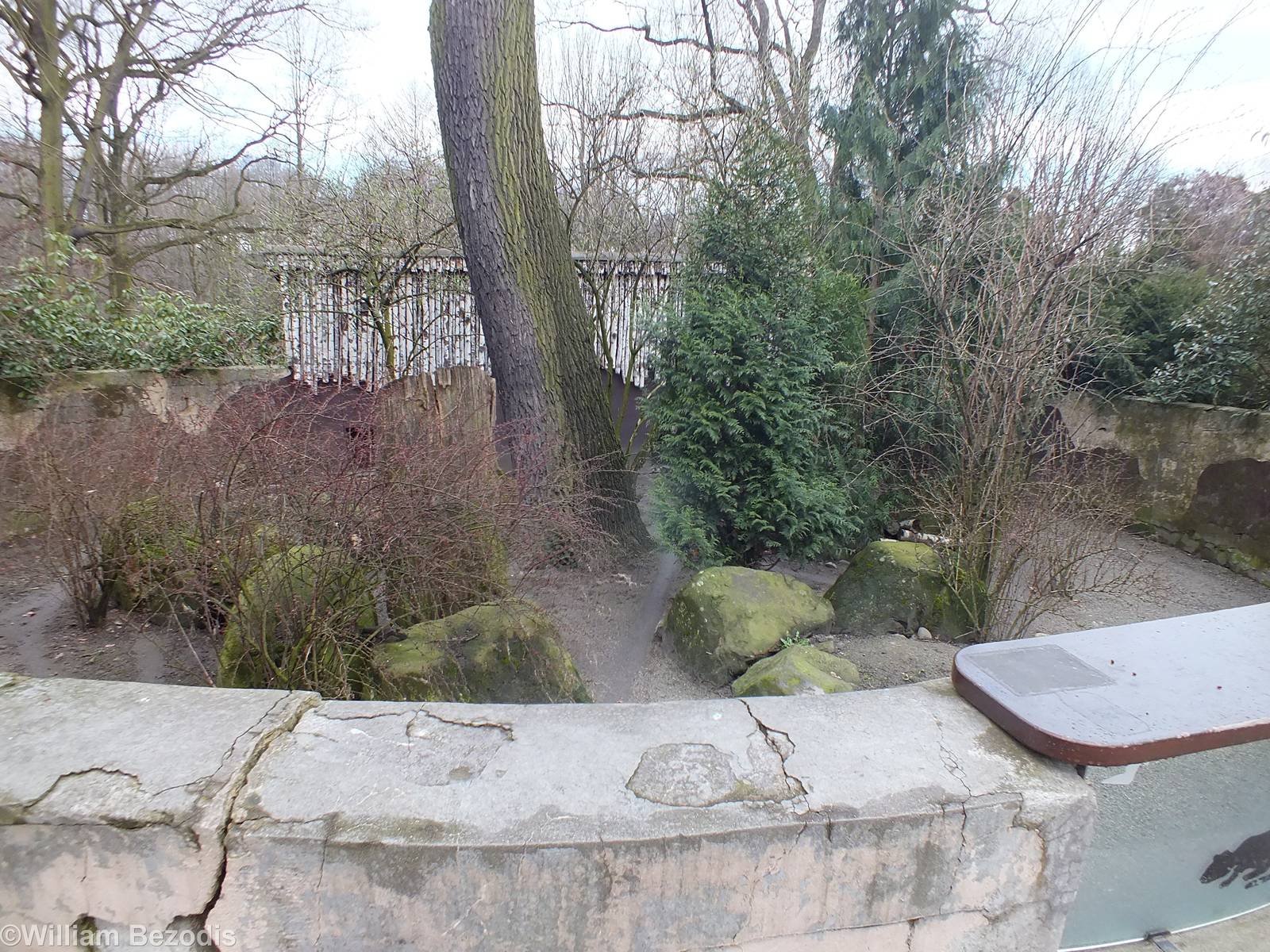 Raccoon Dog Enclosure