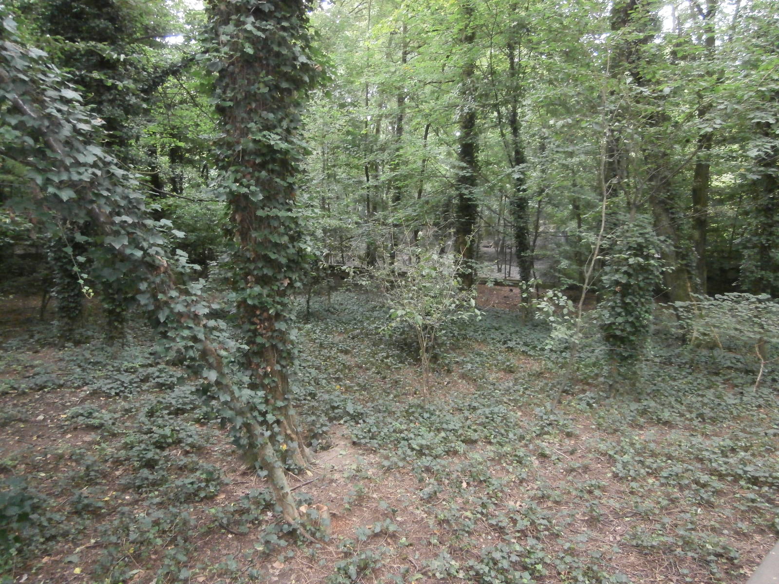 Raccoon dog enclosure