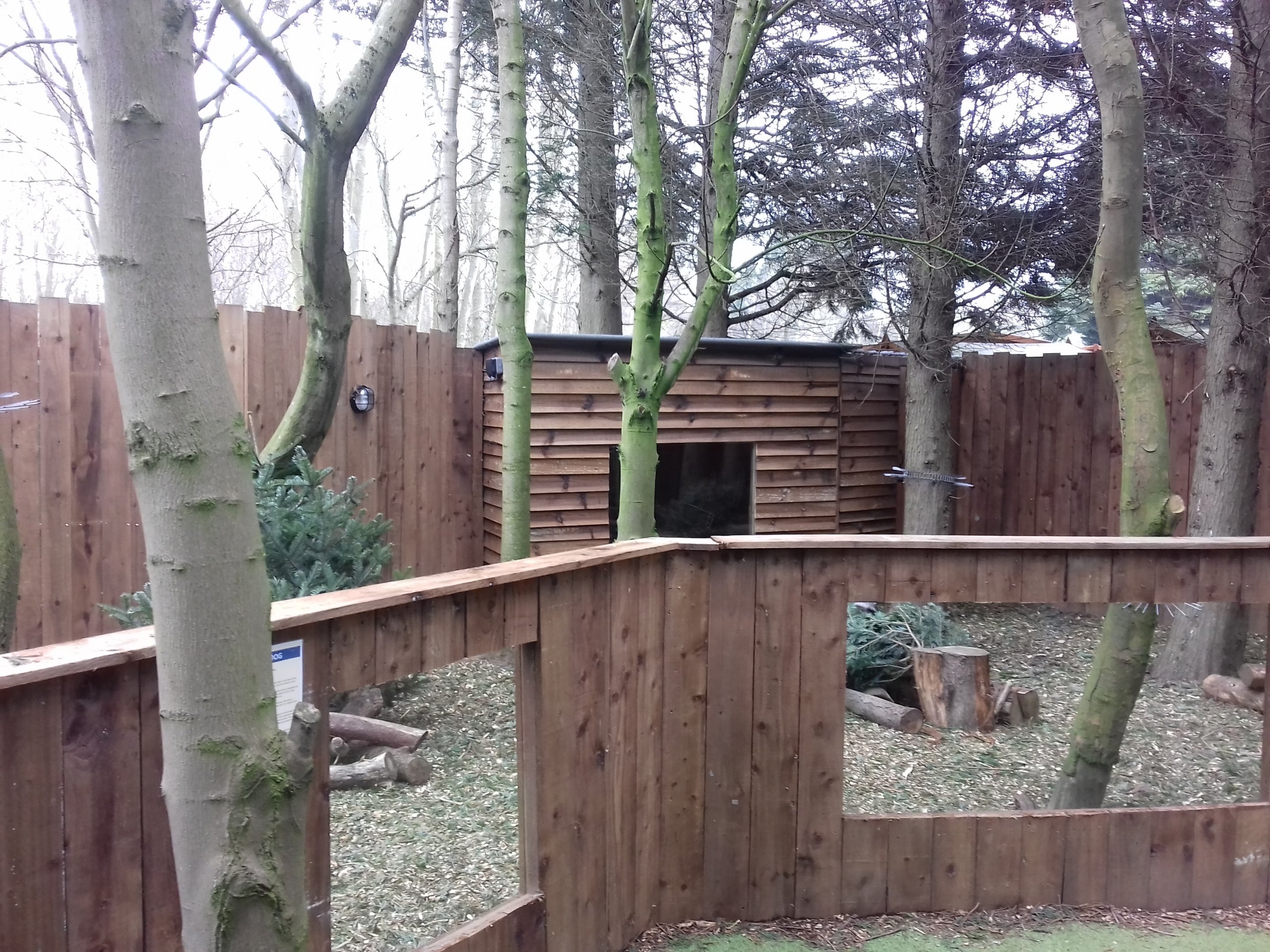 Raccoon Dog enclosure