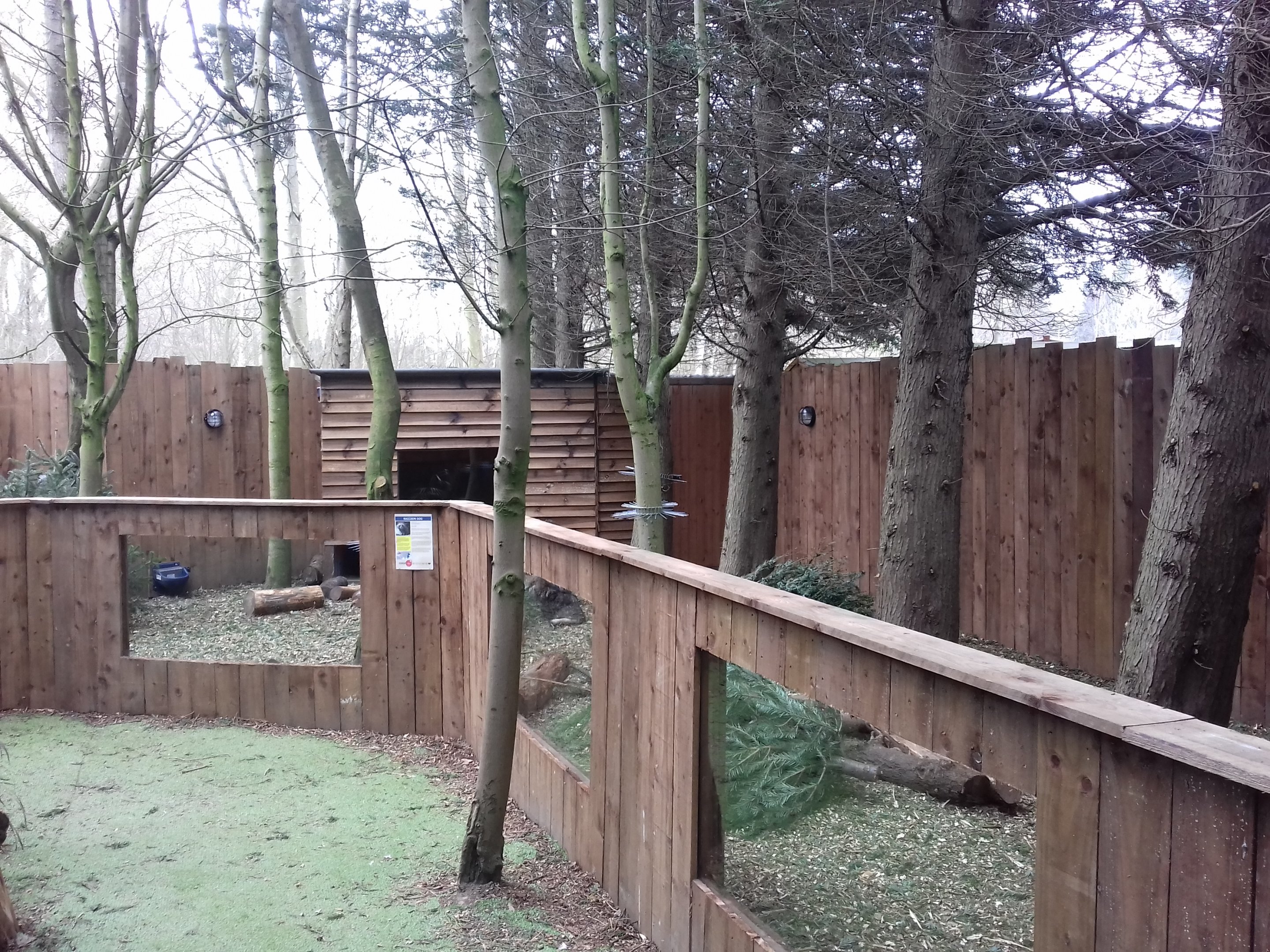 Raccoon Dog enclosure