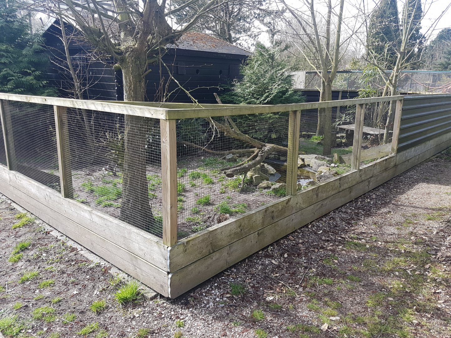 Raccoon dog-enclosure
