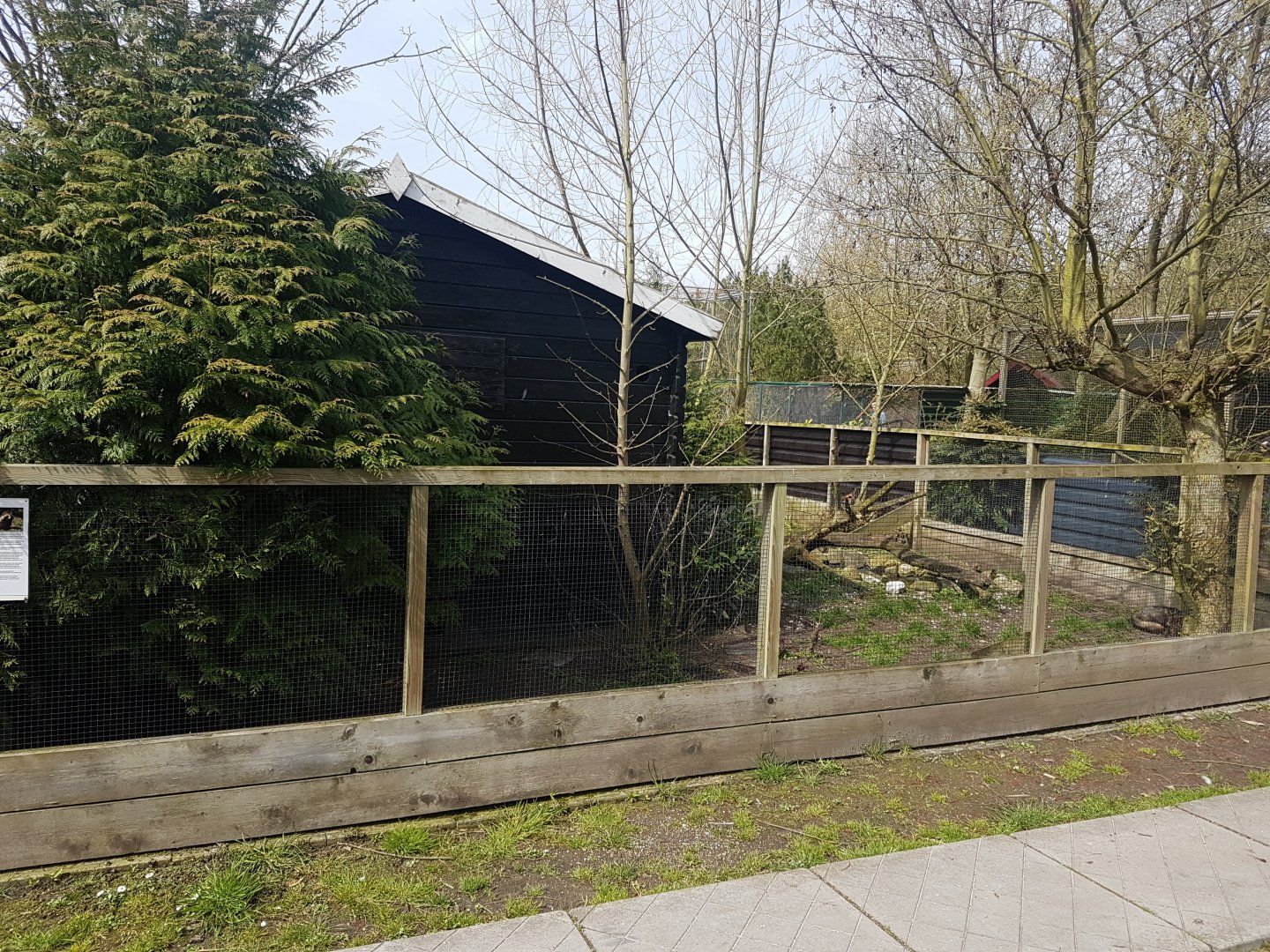 Raccoon dog-enclosure