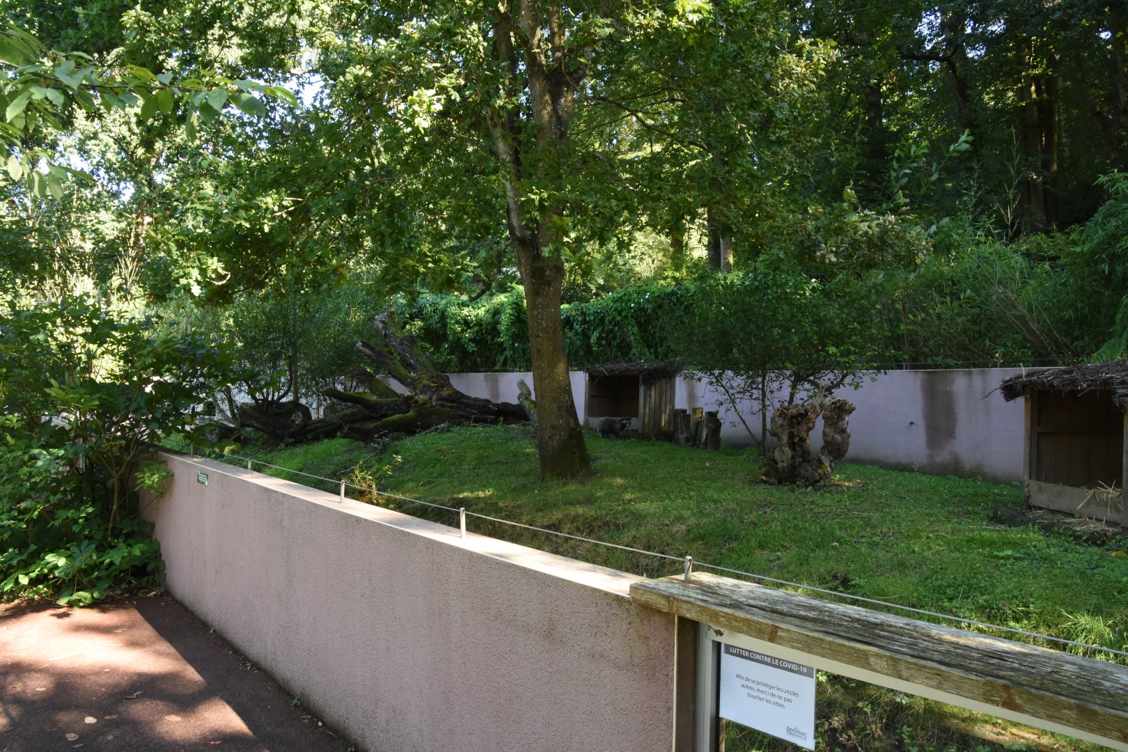 Raccoon Dog enclosure