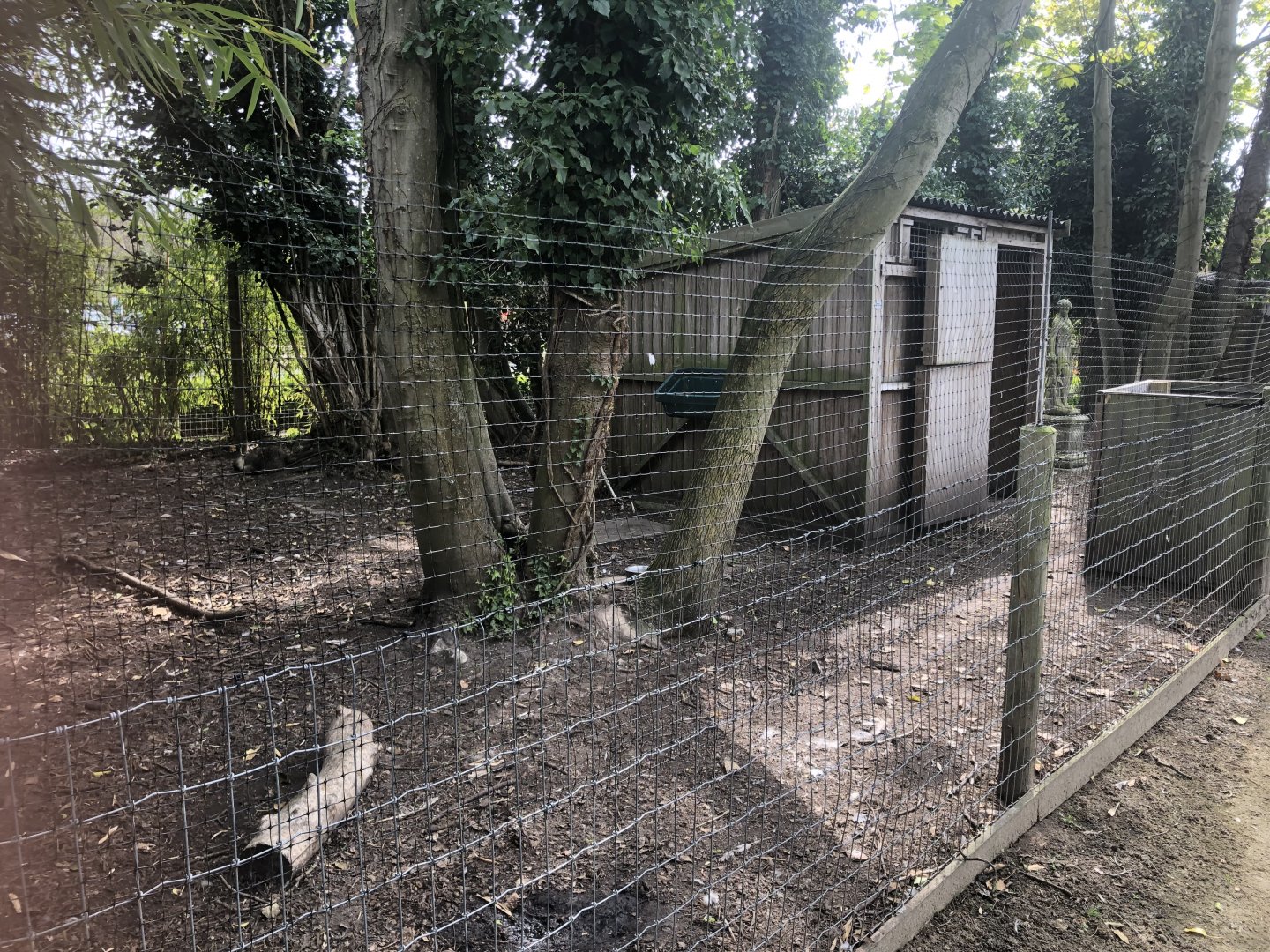 Raccoon Dog Enclosure