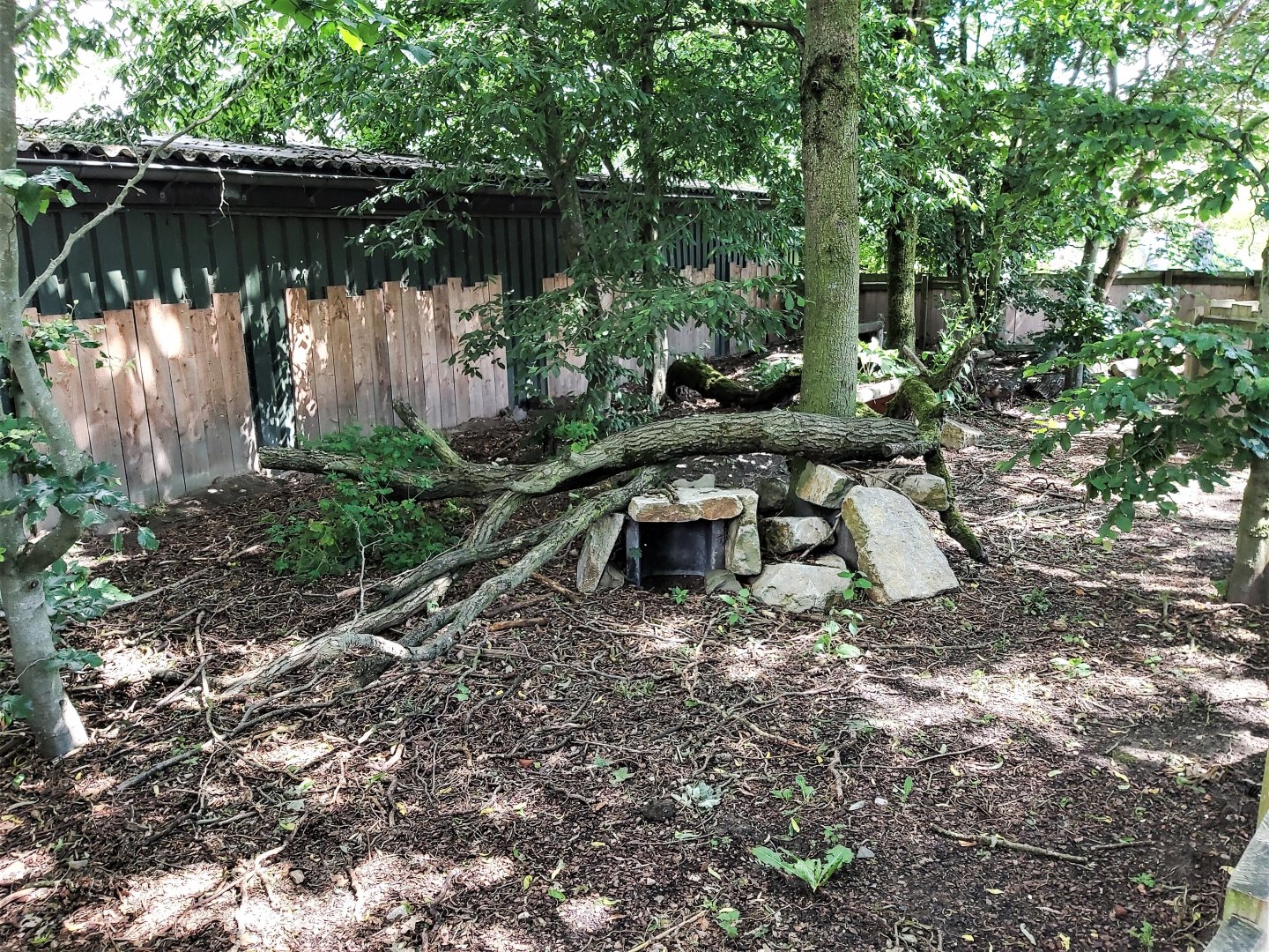 Raccoon dog enclosure