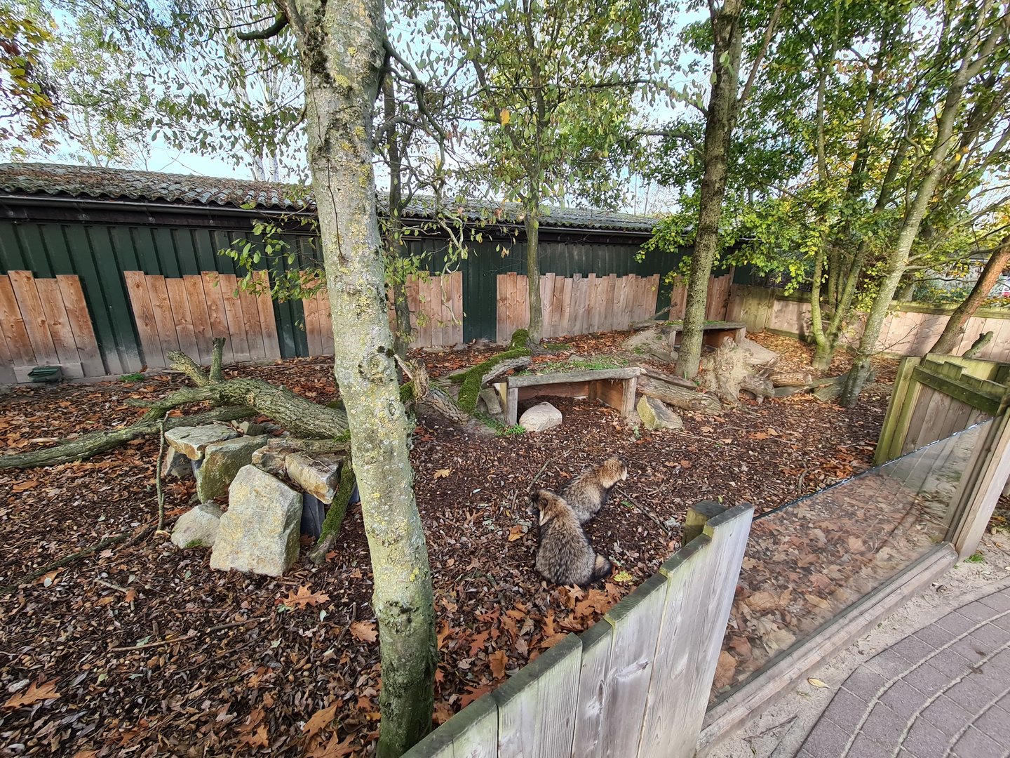 Raccoon dog enclosure