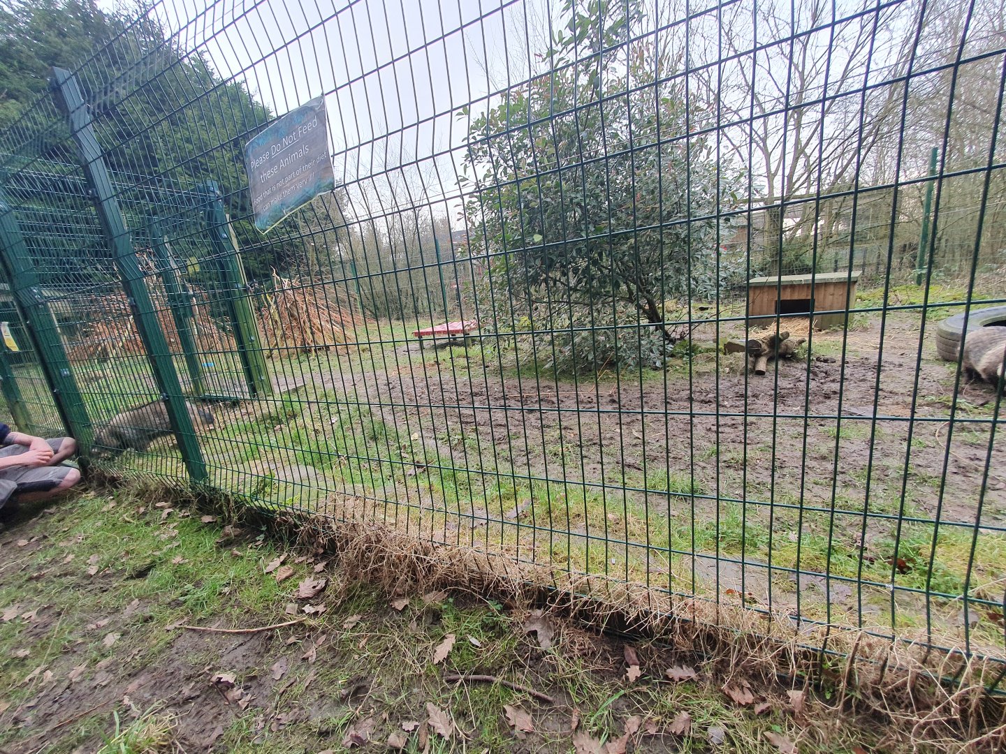 Raccoon Dog enclosure
