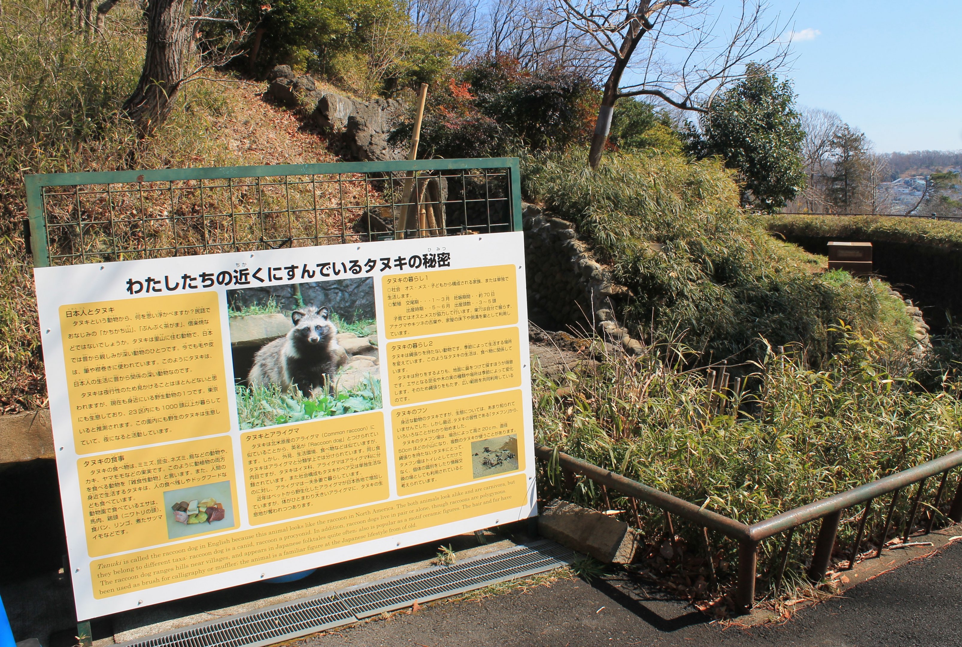 Raccoon Dog enclosure