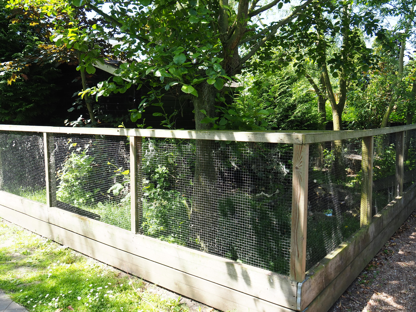 Raccoon dog exhibit, 2019-06-01