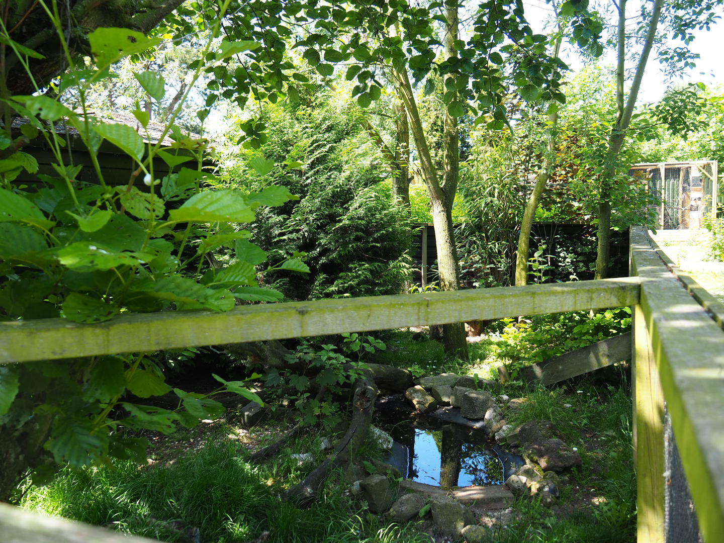 Raccoon dog exhibit, 2019-06-01