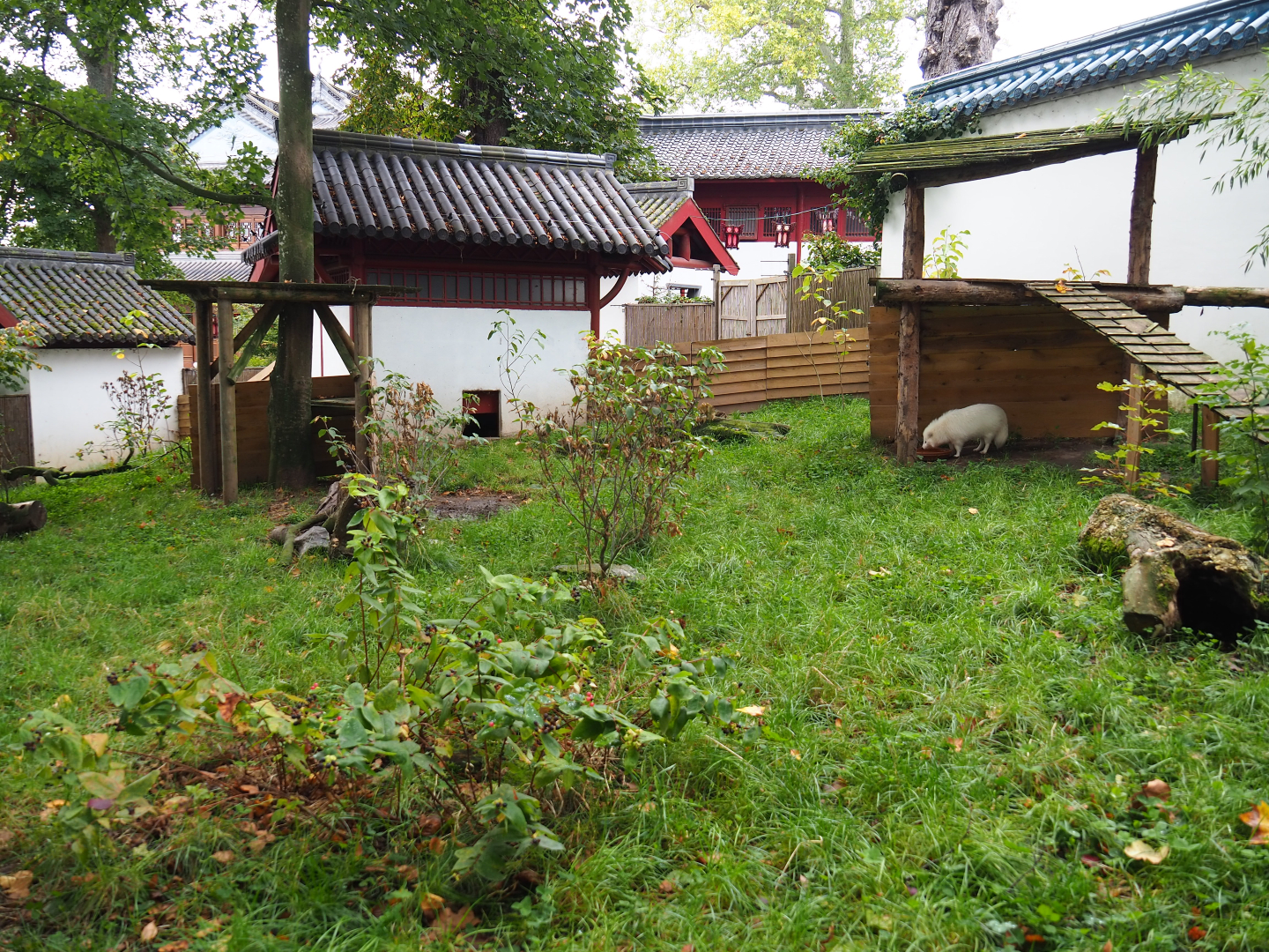 Raccoon dog exhibit, 2019-10-05