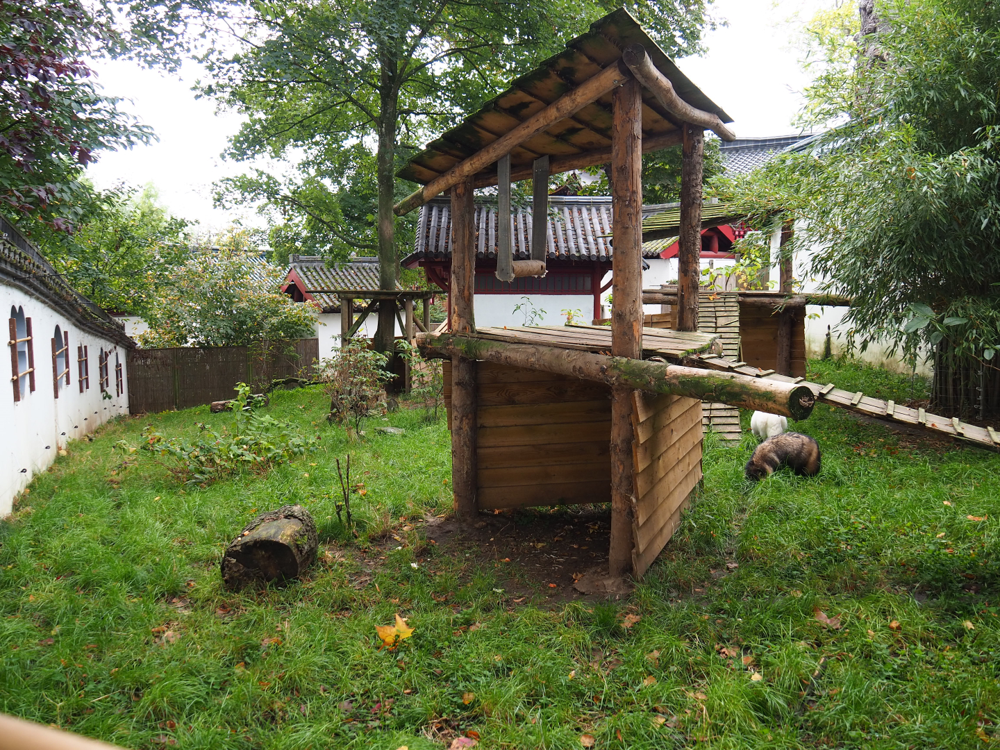 Raccoon dog exhibit, 2019-10-05
