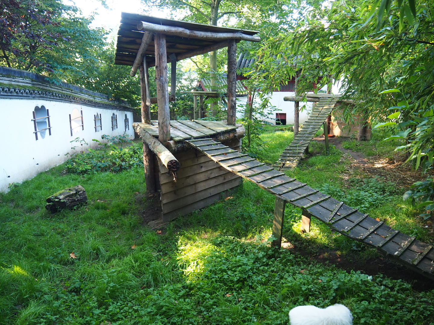 Raccoon dog exhibit, 2021-09-03