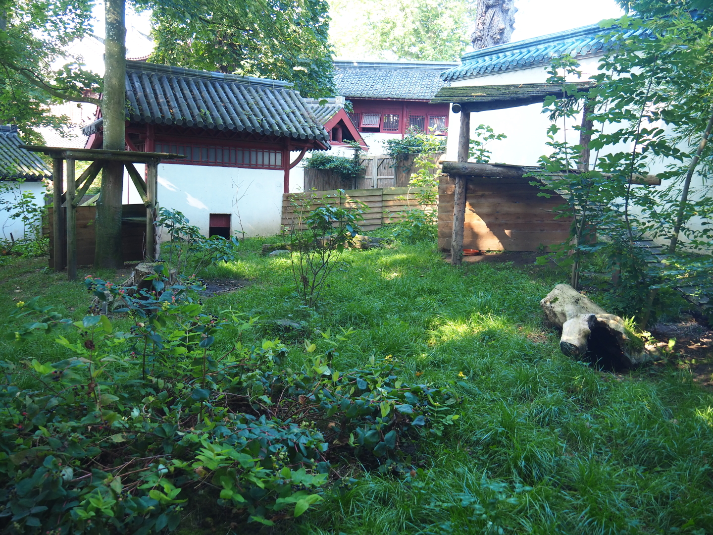 Raccoon dog exhibit, 2021-09-03