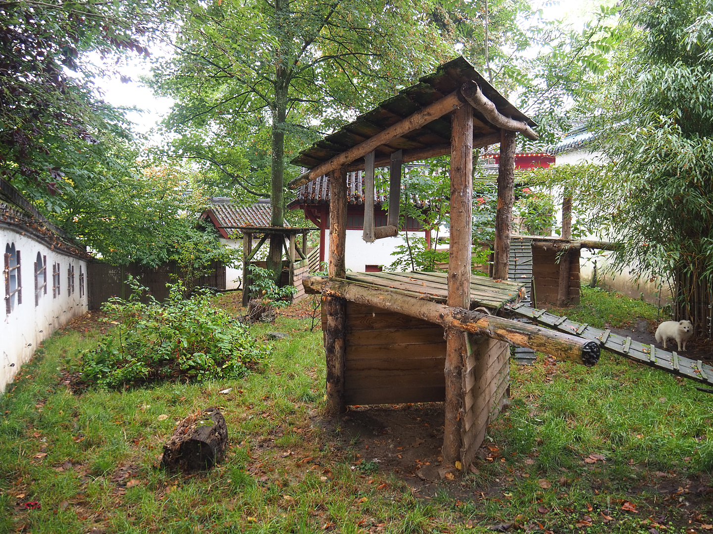 Raccoon dog exhibit, 2022-09-15