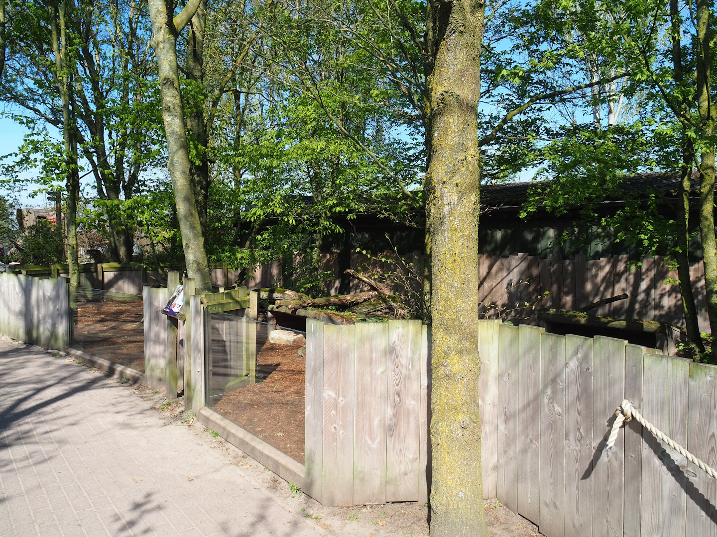 Raccoon dog exhibit, 2023-04-30