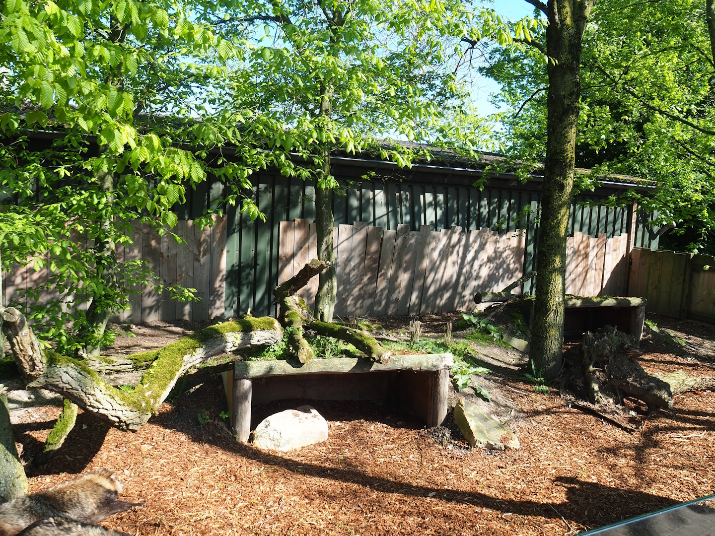 Raccoon dog exhibit, 2023-04-30