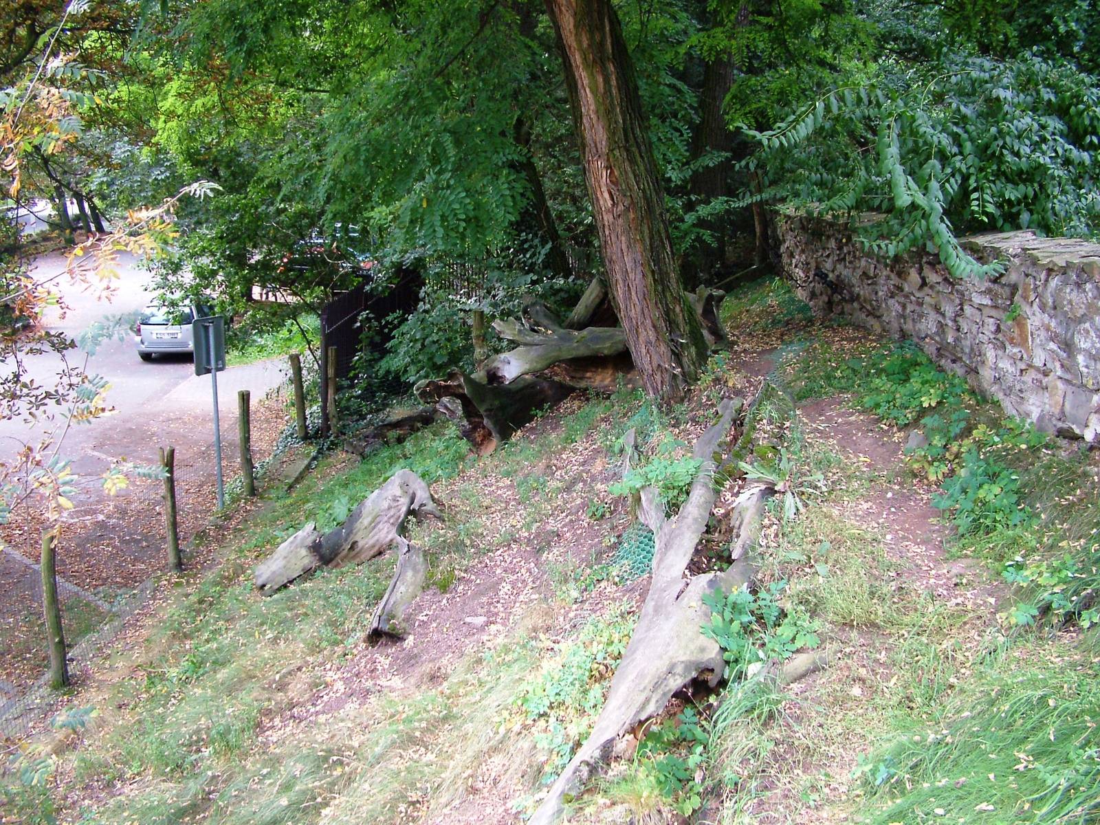 Raccoon Dog Exhibit at Chomutov, 30/08/12